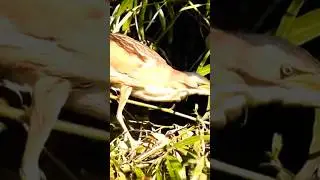 La tarabusina: un uccello di bellezza e di eleganza..#shortvideo #nature #tarabuso.