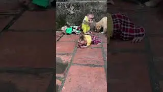 BiBi dog came to play naughty when the baby monkey was eating lychee.