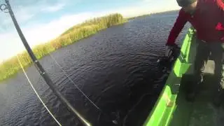 Pike fishing with Salmo lures in Danube Delta with PvTv Romania crew