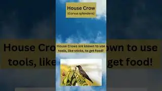 Meet the House Crow: India's Smart & Adaptable Bird