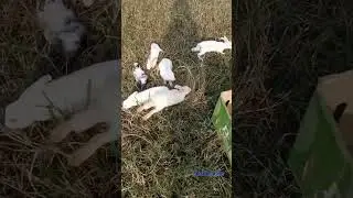 Rabbit//Rabbit baby//Rabbit//Rabbit playing in garden//Rabbit Aa channel//Rabbit Aa
