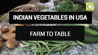 INDIAN VEGETABLES IN USA | FARM TO MY TABLE | GROCERY HAUL