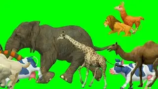 Bfdi cartoon and animal stampede green screen compliation video l animals stampede l animal race