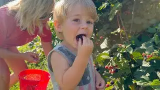 Blackberries and the 4th of July