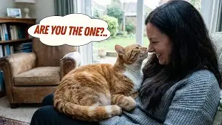 12 Reasons How Cats Choose Their Favorite Person! #10 Is Surprising