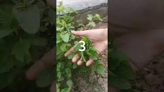 Podina ka kehwa (Mint Green Tea) for digestion ,heart burn and acidity #youtubeshort #viral