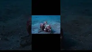 Smart Octopus#shorts