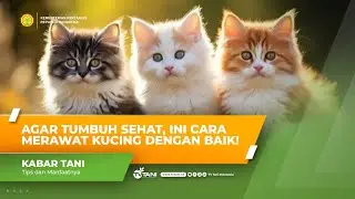 5 Tips Merawat Kucing Peliharaan agar Tetap Sehat dan Terhindar dari Penyakit