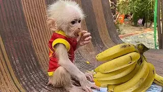 Ryan wants to eat all the banana alone / smart monkey