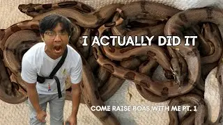 I BRED PEARL ISLAND BOAS | COME RAISE BOAS W/ME PT. 1 | HOW TO SEX BABY BOAS