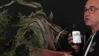 Xec Fernandez Ponseti - istruttore Scuola Europea Bonsai