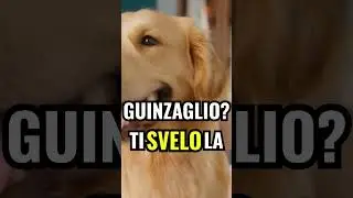 COME INSEGNARE AL CANE A NON TIRARE AL GUINZAGLIO
