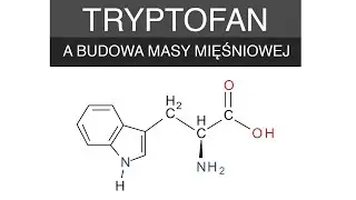 Tryptofan a budowa masy mięśniowej - [ Jacek Bilczyński ]