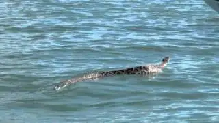 010511 Johnston Key   Sharks Rays and Snake 086
