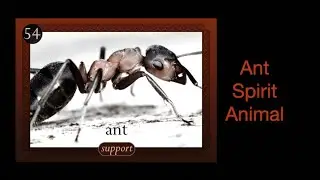 Ant Spirit Animal