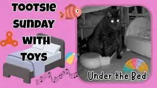 2024) Tootsie (Sunday) with Toys Under the Bed