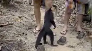 Saltwater Gang in Cahuita:  Monkeys stealing stuff out of travelers backpacks KimberlyBeck.net