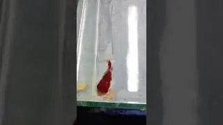 Aquarium fish feeding#shorts #shortvideo#aquarium #AJFARMER