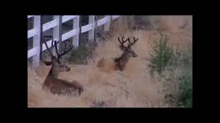 Broken Ear Trophy Southern Utah Buck In Velvet #muledeer #trophybuck #deer #buck #bigbuck
