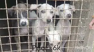 Chippiparai puppies for sale 