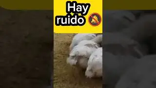 🥴 Por esto se da el Ruido respiratorio en los pollos de engorde 😱 #pollosdeengorde #pollos