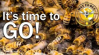Honey Bee Swarm of Swarms, how many departing bees could there be? Too Many Bees for this hive!
