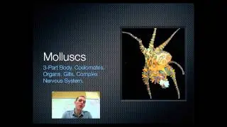 Invertebrates