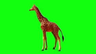 Animated Giraffe & Duck green screen video Effects | The Green Screen