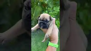 Fawn black mask Frenchie