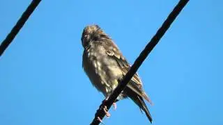 Rose coloured Starling