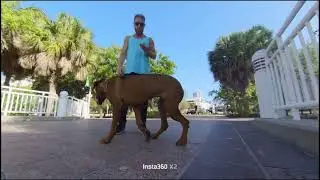 Rhodesian Ridgeback | Milos | Top Dog Tampa | Tampa Dog Training | Tyler Lash | Board and Train |
