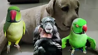 Dog-Monkey-Parrot /#funny #subscribe #funnyvideo#tamil #comedy #funnyanime #shorts #music #love