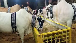 Most Expensive Qurbani Bulls in Pakistan 2024