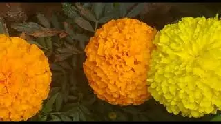 So beautiful marigold flower # video 