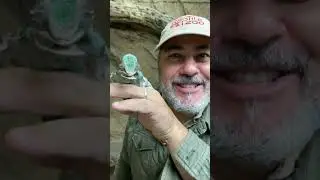 He Got It On My Face 🤮 #shorts #animals #reptile #lizard #chameleon #food #feeding