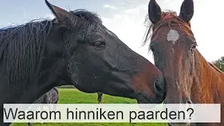 Waarom hinniken paarden? - 5 BETEKENISSEN