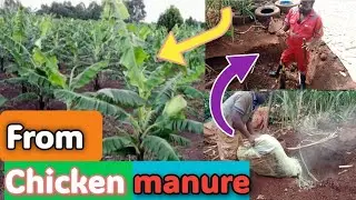 How I Use chicken manure Growing Bananas on a small poultry farm/ the whole process to matooke