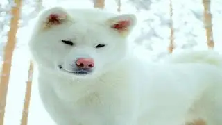 19 Large White And Fluffy Dogs Around The World