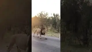 Huge Male Lion In Kruger
