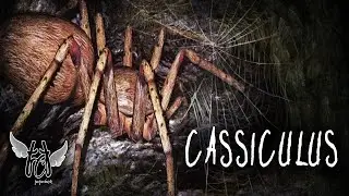 CASSICULUS [GAMEPLAY WALKTHROUGH] - HORROR GAME