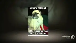 Puggle Dog breed