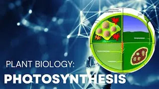Unlocking the Secret Power of Plants: How Photosynthesis Sustains Life on Earth