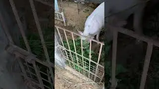 Kangkong (Water Spinach) Organic food for Native Pigs #agriculture #animal #shorts #kangkong #viral