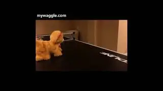 Dog hates toy dog