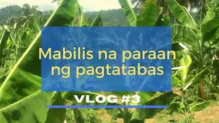 Paglilinis sa sagingan|| Lakatan Farming