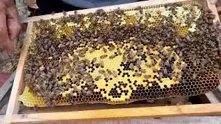 How I Save a Weak Honey Bee Colony