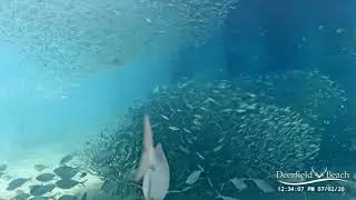 Great Hammerhead Shark! Deerfield Beach Pier Underwater Cam