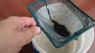 Larvas de sancudo,  alimento para Bettas - Gente Betta Venezuela Dorman 