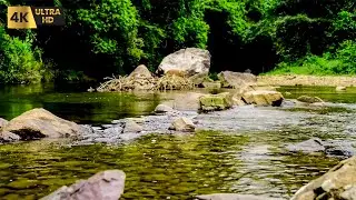 Forest River Nature Sounds - Gentle Stream with Birdsong | 4K Relaxing Nature Ambience for Sleep