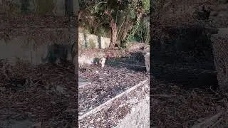 Кот сделал свои очень важные дела #shorts #cat #meow #animals #cutecat #4k #funnycat